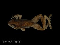 Swinhoe's brown frog Collection Image, Figure 1, Total 11 Figures